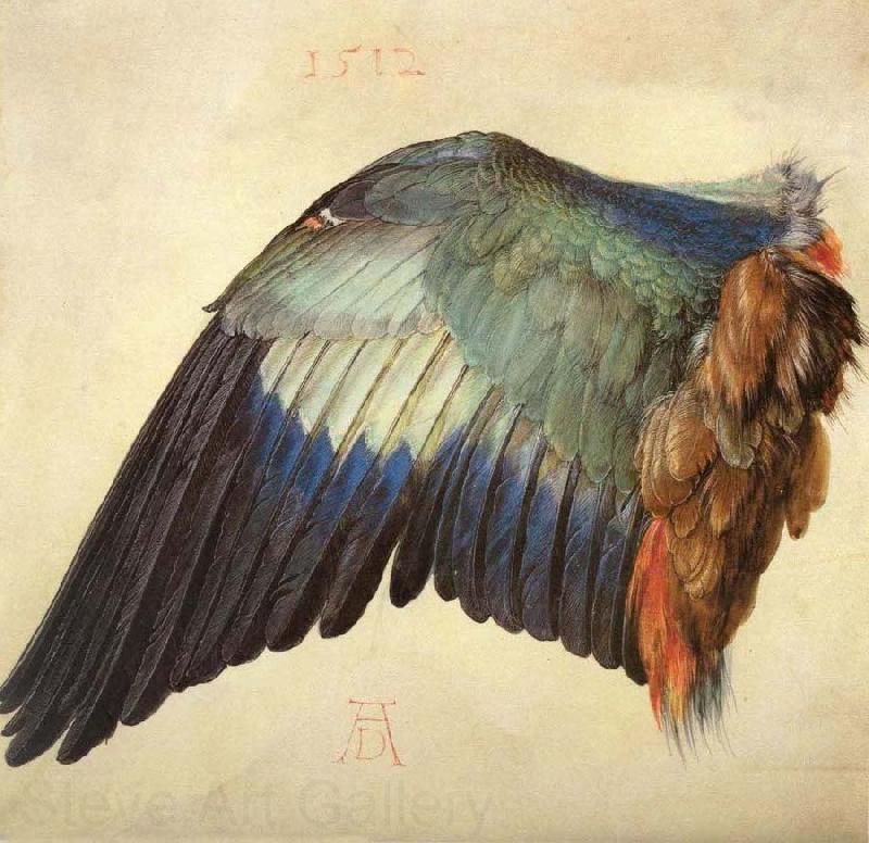 Albrecht Durer Wing of a Blue Roller